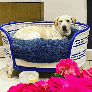 Smart blue and white rattan dog bed fits labrador Melbourne delivery only
