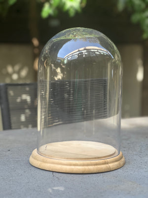 Display your collectibles: glass dome cloche with raw pine base 31cm high x 19cm wide (internal measurements) set of 5 Melbourne delivery only