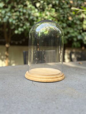 Display your collectibles: glass dome cloche with raw pine base 31cm high x 19cm wide (internal measurements) set of 5 Melbourne delivery only